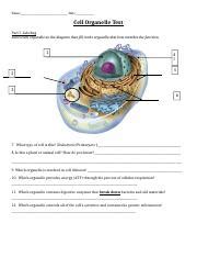 Cell Organelle Test Docx Name Date Cell Organelle Test Part I Labeling Label Each Organelle
