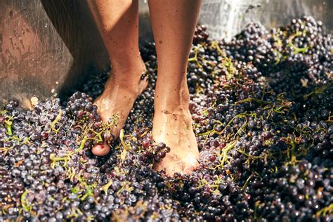 Why Do Winemakers Foot Tread Grapes Folded Hills Winery Tasting