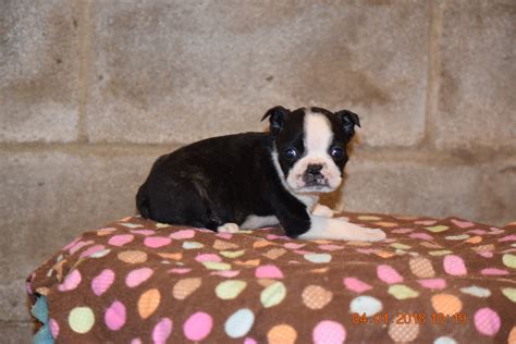 Boston Terrier English Bulldog Puppy For Sale Butler Ohio Max Male Ac