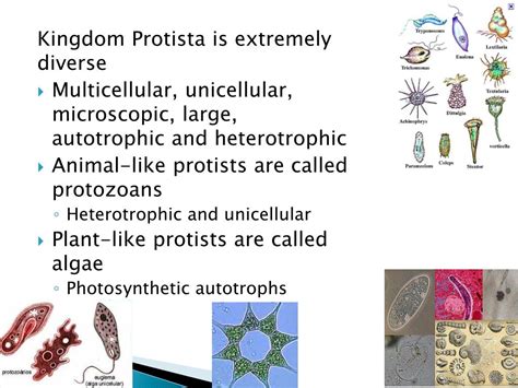 Kingdom Protista Part I Presentation Biology Riset