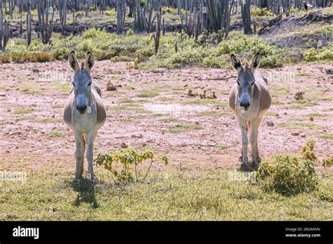 Two Donkeys Standing Together In A Field On The Caribbean Island