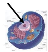 Below you can find a list will all of them (animal cell organelles and their functions) with and image/diagram to help you visualize where they are and how they look within the cell. Cell Organelles with Pictures flashcards | Quizlet