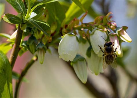 How Can Local Honey Bees Help Blueberries And Their Pollinators In