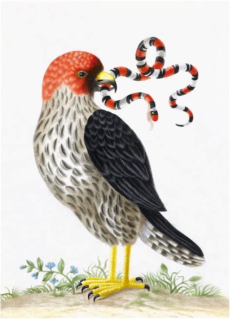dutch birds and botanicals ornis gallery