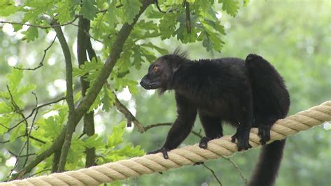 Spent 6 hours walking around the beautiful grounds. Zoo Ostrava - ostrovní expozice lemurů - YouTube