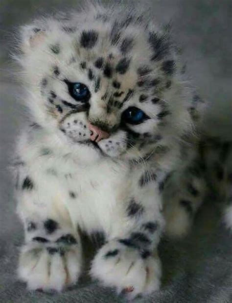 Snow Leopard Baby Cute Animals Cute Baby Animals Cute Cats