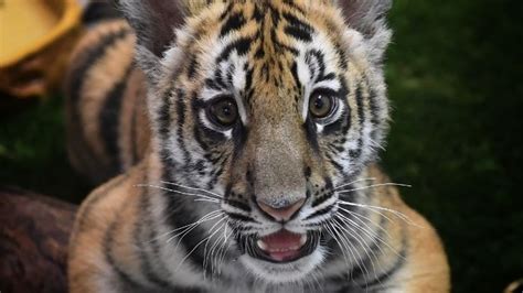 Le tigre est un animal cruel. China legaliza el comercio de productos de tigre o ...