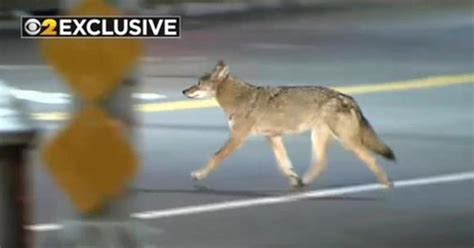 Coyote Sightings Reported Left And Right In The Heart Of Manhattan