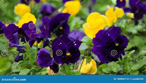 Beautiful Yellow And Purple Pansy Flowers Selective Focus Stock Photo
