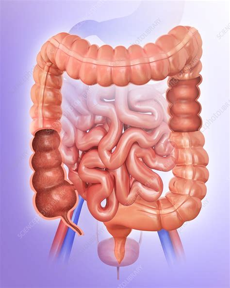 Human Intestines Illustration Stock Image F0121841 Science Photo Library