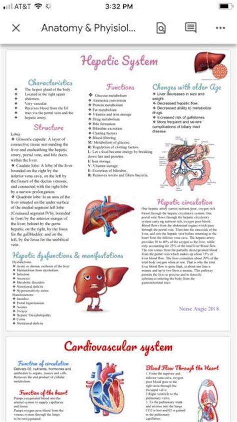 Printable Anatomy And Physiology Study Guide