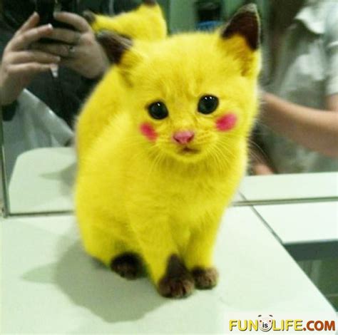 Real Life Pikachu Pikachu Cat Cute Funny Animals Cute