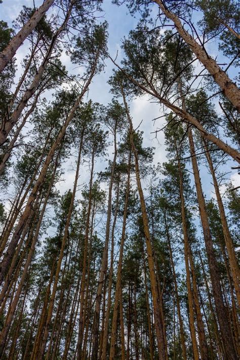 Beautiful Pine Forest Against Blue Sky Bottom View Vastness And