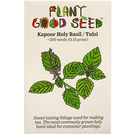 Kapoor Tulsi Holy Basil Seeds The Plant Good Seed Company
