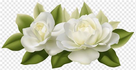 Actualizar Imagen White Rose Flower Background Thcshoanghoatham