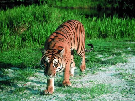 Hq Wallpapers South China Tiger Pictures