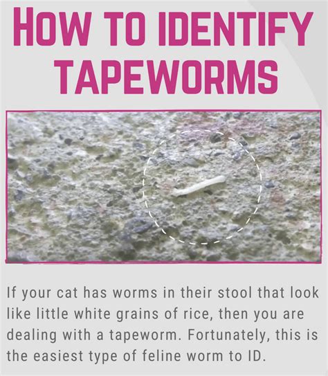 Tape Worms In Cats How To Get Rid Of Them