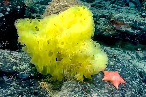 Real Life Spongebob And Patrick Star Spotted At Bottom Of Atlantic