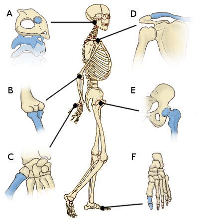 A diagram of the human skeleton showing bone and cartilage. Free Anatomy Quiz - The Joints of the Body - Quiz 1
