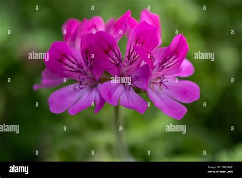 Sweet Scented Geranium Stock Photo Alamy