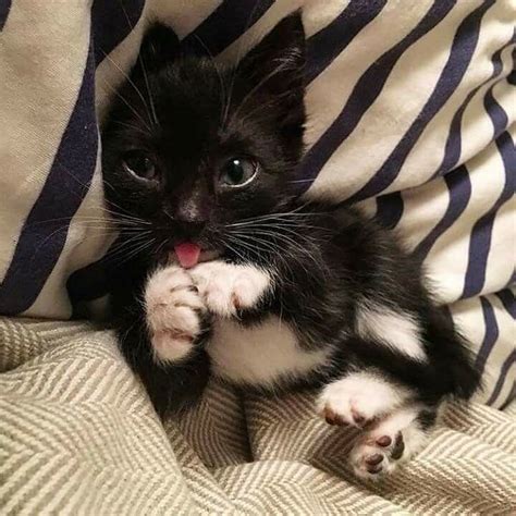 Black And White Tuxedo Kitten With Tongue Sticking Out Cute Cat 