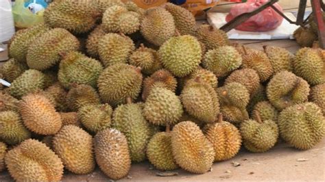 Foto Disebut Rajanya Buah Ini Manfaat Istimewa Durian Bagi Kesehatan