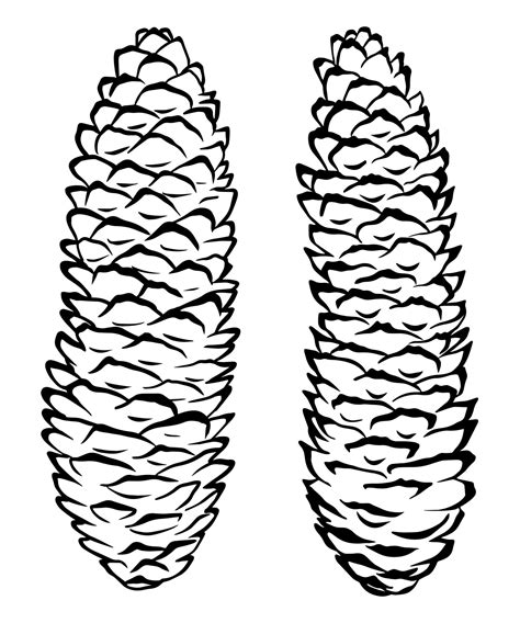 Pine Cones Vector Set Botanical Hand Drawn Illustration Isolated Xmas