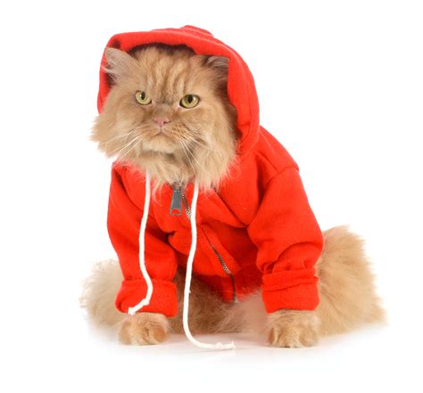 Whisker Fabulous Can Cats Wear Clothes Five Tips For Cat Owners