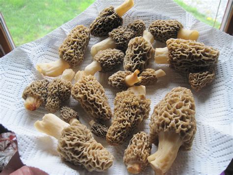 Hunting For Morel Mushrooms Take A Look At These Quick Tips And Tricks