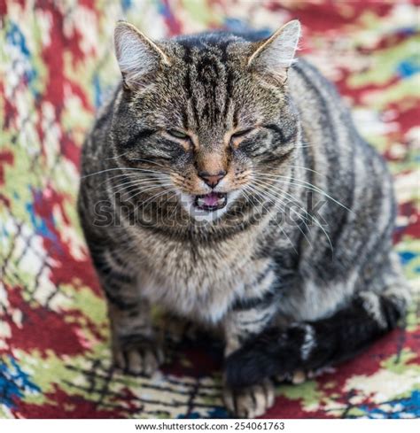 Shot Tabby Cat Meowing Stock Photo 254061763 Shutterstock
