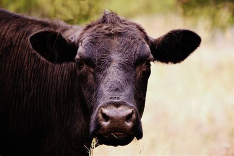Black Cow Close Up Chewing The Cud Photograph By Gaby Ethington Fine Art America
