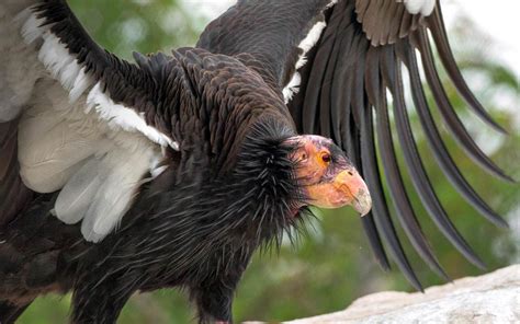 The Majestic California Condor