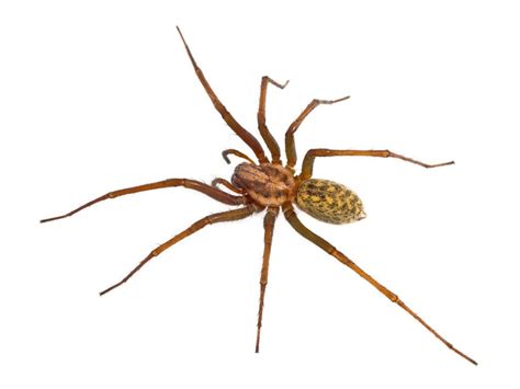 The 11 Most Common And Deadly Spiders In The Us Hobo Spider