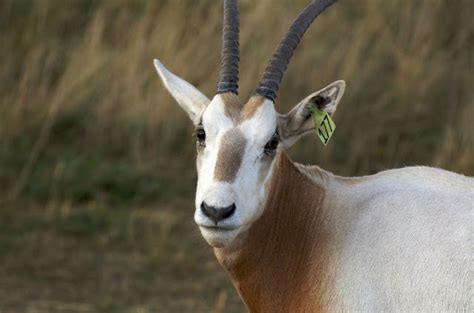 The Scimitar Oryx Charismatic Antelope Of The Desert The Ark In Space