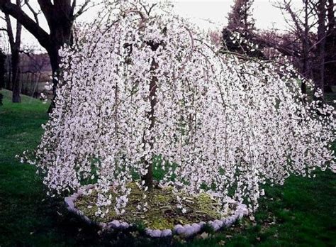 May 01, 2021 · weeping cherries are part of the family rosaceae, in the genus prunus. Weeping Cherry Tree | Weeping cherry tree, Flowering ...