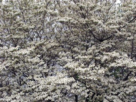 Scenic Spring Landscape Flowering Dogwood Trees Stock Image Image
