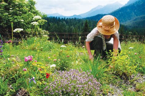 Growing Medicinal Herbs For Plant Based Healing Mother