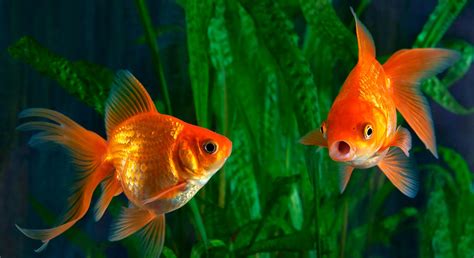 ¿qué Acuario Necesita Un Goldfish Para Vivir Tiendanimal