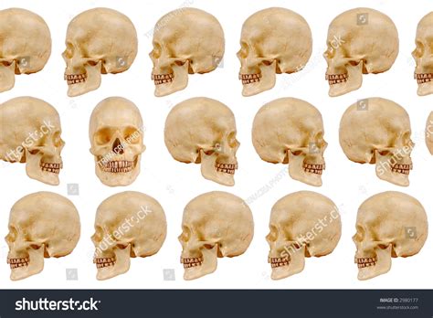 Human Skull Models Facing Left And Right With One Skull Facing Forward
