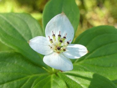 Bunchberry: Pictures, Flowers, Leaves and Identification | Cornus ...