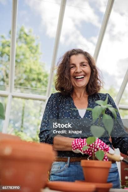 Mature Woman Growing Planting Homegrown Food In Her Greenhouse Stock
