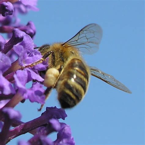 Italian Honey Bee
