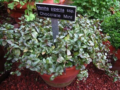 Chocolate Mint Plant Flickr Photo Sharing