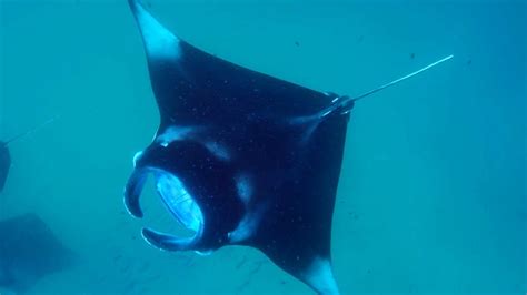 Why Are Manta Rays So Important Our Changing Planet Bbc Earth