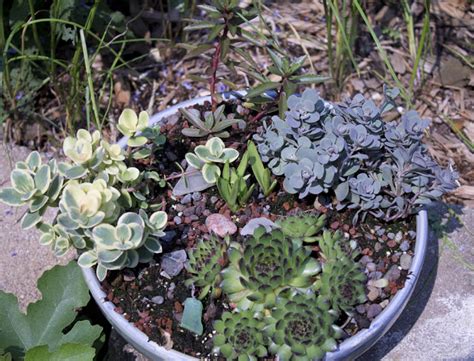 Wholesale sedum plugs available from stonehouse nursery of michigan. Photo #60386 | Sedum 'Jade Tuffet' | plant lust