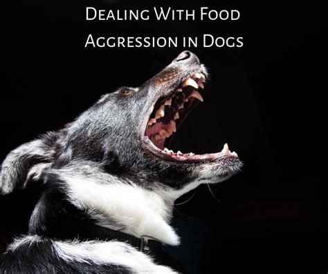 How To Prevent And Stop Food Aggression In Dogs Pethelpful