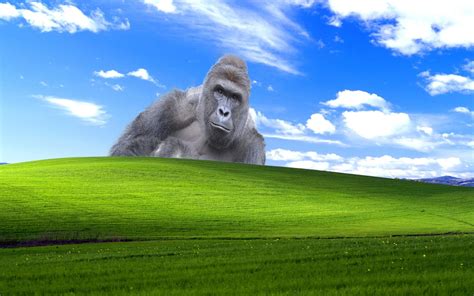 Harambe Wallpapers 71 Pictures