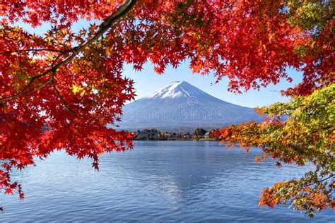 1314 Mount Fuji Autumn Maple Leaves Kawaguchiko Lake Japan Stock