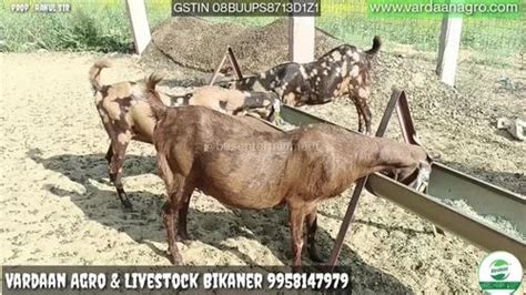 1 Year 2 Year 3 Year Brown Sirohi Sojat Goat Weight 30 45kg At Rs 25000piece In Jaipur
