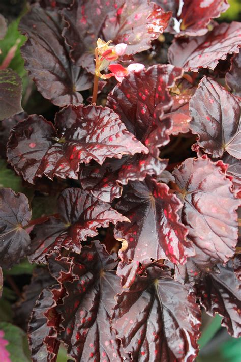 Occasionally check for roots by gently tugging on the cutting. Pink Spotted burgundy Angel-wing Begonia | Begonia ...